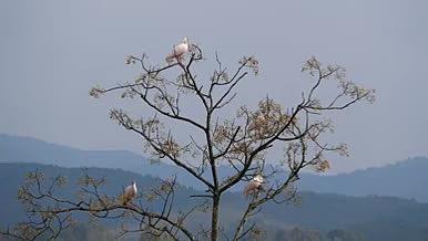 停留在树梢上的白色羽毛朱鹮鸟类视频的预览图